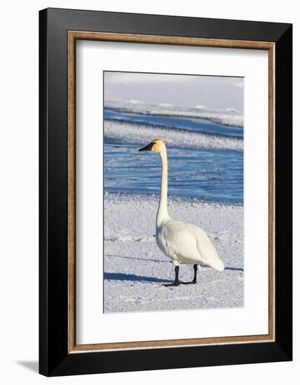 Wyoming, Jackson Hole, Flat Creek. Adult Trumpeter Swan-Elizabeth Boehm-Framed Photographic Print