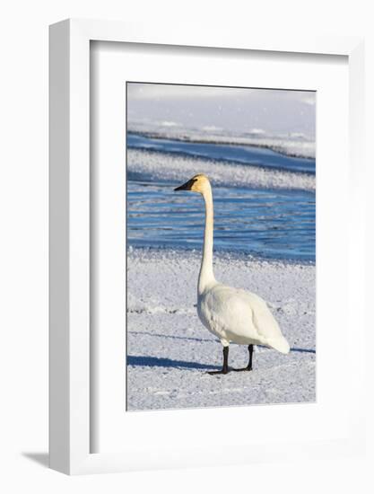 Wyoming, Jackson Hole, Flat Creek. Adult Trumpeter Swan-Elizabeth Boehm-Framed Photographic Print