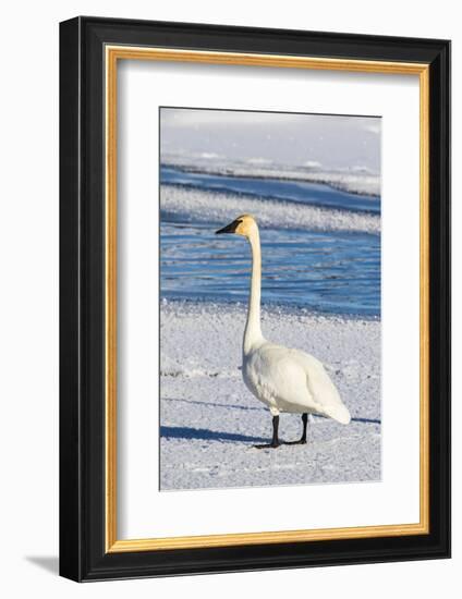 Wyoming, Jackson Hole, Flat Creek. Adult Trumpeter Swan-Elizabeth Boehm-Framed Photographic Print