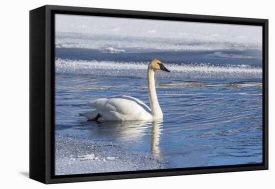 Wyoming. Jackson Hole, Flat Creek, an adult Trumpeter Swan swims on a partially ice-covered creek.-Elizabeth Boehm-Framed Premier Image Canvas