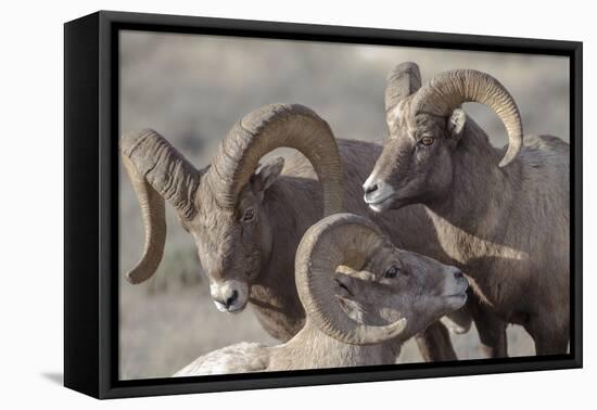 Wyoming, Jackson, National Elk Refuge, a Bachelor Group of Bighorn Sheep Rams-Elizabeth Boehm-Framed Premier Image Canvas