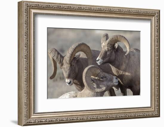 Wyoming, Jackson, National Elk Refuge, a Bachelor Group of Bighorn Sheep Rams-Elizabeth Boehm-Framed Photographic Print