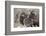 Wyoming, Jackson, National Elk Refuge, a Bachelor Group of Bighorn Sheep Rams-Elizabeth Boehm-Framed Photographic Print