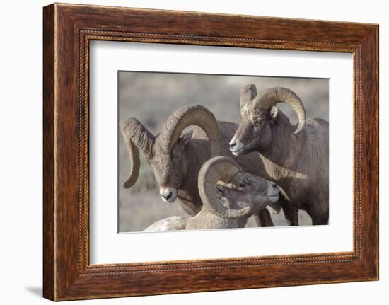 Wyoming, Jackson, National Elk Refuge, a Bachelor Group of Bighorn Sheep Rams-Elizabeth Boehm-Framed Photographic Print