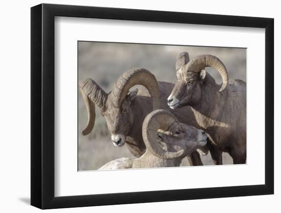 Wyoming, Jackson, National Elk Refuge, a Bachelor Group of Bighorn Sheep Rams-Elizabeth Boehm-Framed Photographic Print