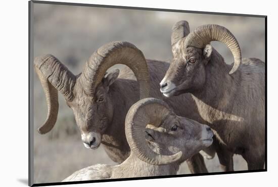 Wyoming, Jackson, National Elk Refuge, a Bachelor Group of Bighorn Sheep Rams-Elizabeth Boehm-Mounted Photographic Print