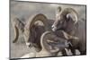 Wyoming, Jackson, National Elk Refuge, a Bachelor Group of Bighorn Sheep Rams-Elizabeth Boehm-Mounted Photographic Print