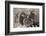 Wyoming, Jackson, National Elk Refuge, a Bachelor Group of Bighorn Sheep Rams-Elizabeth Boehm-Framed Photographic Print