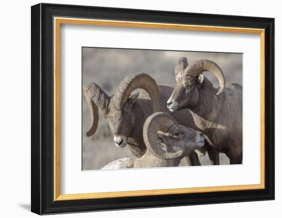 Wyoming, Jackson, National Elk Refuge, a Bachelor Group of Bighorn Sheep Rams-Elizabeth Boehm-Framed Photographic Print