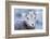 Wyoming, Jackson, National Elk Refuge, a Bighorn Sheep Lamb Poses for a Portrait-Elizabeth Boehm-Framed Photographic Print