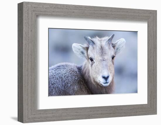 Wyoming, Jackson, National Elk Refuge, a Bighorn Sheep Lamb Poses for a Portrait-Elizabeth Boehm-Framed Photographic Print