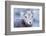 Wyoming, Jackson, National Elk Refuge, a Bighorn Sheep Lamb Poses for a Portrait-Elizabeth Boehm-Framed Photographic Print