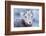 Wyoming, Jackson, National Elk Refuge, a Bighorn Sheep Lamb Poses for a Portrait-Elizabeth Boehm-Framed Photographic Print