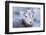 Wyoming, Jackson, National Elk Refuge, a Bighorn Sheep Lamb Poses for a Portrait-Elizabeth Boehm-Framed Photographic Print