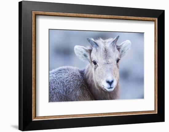 Wyoming, Jackson, National Elk Refuge, a Bighorn Sheep Lamb Poses for a Portrait-Elizabeth Boehm-Framed Photographic Print