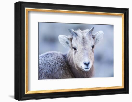 Wyoming, Jackson, National Elk Refuge, a Bighorn Sheep Lamb Poses for a Portrait-Elizabeth Boehm-Framed Photographic Print