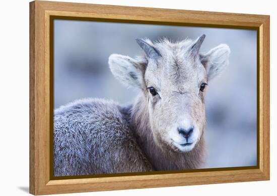 Wyoming, Jackson, National Elk Refuge, a Bighorn Sheep Lamb Poses for a Portrait-Elizabeth Boehm-Framed Premier Image Canvas