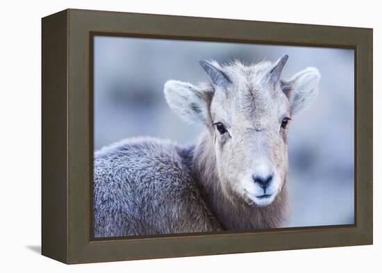 Wyoming, Jackson, National Elk Refuge, a Bighorn Sheep Lamb Poses for a Portrait-Elizabeth Boehm-Framed Premier Image Canvas