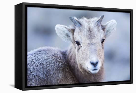 Wyoming, Jackson, National Elk Refuge, a Bighorn Sheep Lamb Poses for a Portrait-Elizabeth Boehm-Framed Premier Image Canvas