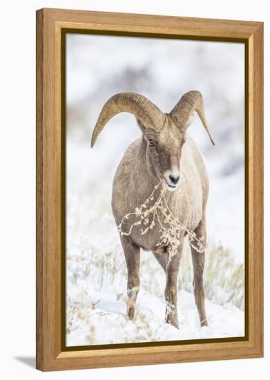 Wyoming, Jackson, National Elk Refuge, a Young Bighorn Sheep Rams Eats a Plant in the Wintertime-Elizabeth Boehm-Framed Premier Image Canvas