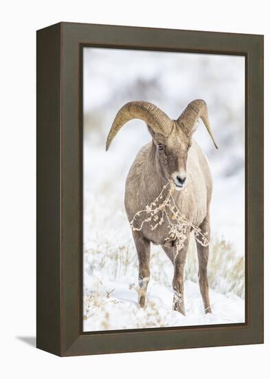 Wyoming, Jackson, National Elk Refuge, a Young Bighorn Sheep Rams Eats a Plant in the Wintertime-Elizabeth Boehm-Framed Premier Image Canvas