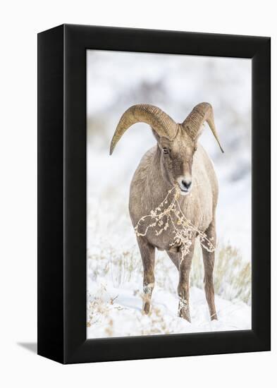 Wyoming, Jackson, National Elk Refuge, a Young Bighorn Sheep Rams Eats a Plant in the Wintertime-Elizabeth Boehm-Framed Premier Image Canvas