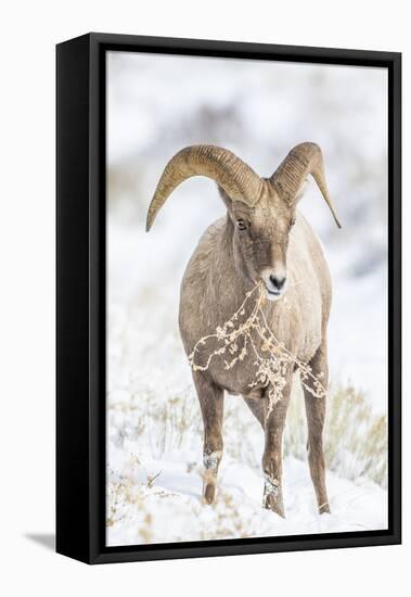 Wyoming, Jackson, National Elk Refuge, a Young Bighorn Sheep Rams Eats a Plant in the Wintertime-Elizabeth Boehm-Framed Premier Image Canvas