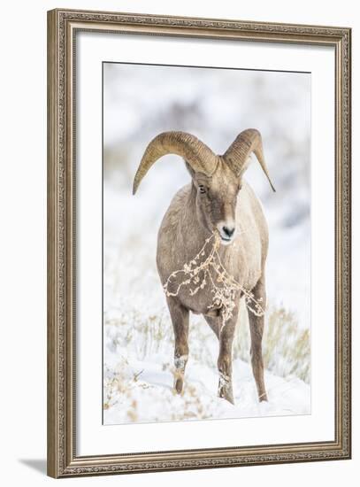 Wyoming, Jackson, National Elk Refuge, a Young Bighorn Sheep Rams Eats a Plant in the Wintertime-Elizabeth Boehm-Framed Photographic Print