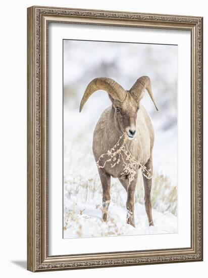 Wyoming, Jackson, National Elk Refuge, a Young Bighorn Sheep Rams Eats a Plant in the Wintertime-Elizabeth Boehm-Framed Photographic Print