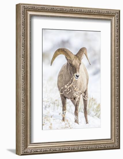 Wyoming, Jackson, National Elk Refuge, a Young Bighorn Sheep Rams Eats a Plant in the Wintertime-Elizabeth Boehm-Framed Photographic Print