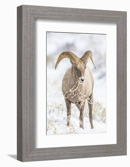 Wyoming, Jackson, National Elk Refuge, a Young Bighorn Sheep Rams Eats a Plant in the Wintertime-Elizabeth Boehm-Framed Photographic Print