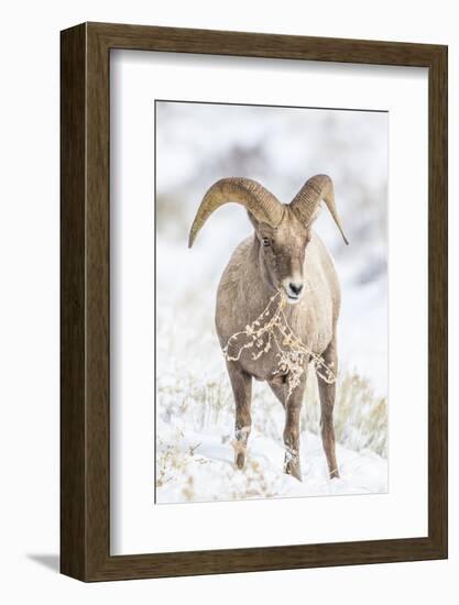 Wyoming, Jackson, National Elk Refuge, a Young Bighorn Sheep Rams Eats a Plant in the Wintertime-Elizabeth Boehm-Framed Photographic Print