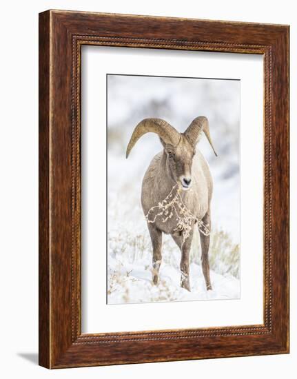 Wyoming, Jackson, National Elk Refuge, a Young Bighorn Sheep Rams Eats a Plant in the Wintertime-Elizabeth Boehm-Framed Photographic Print