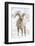 Wyoming, Jackson, National Elk Refuge, a Young Bighorn Sheep Rams Eats a Plant in the Wintertime-Elizabeth Boehm-Framed Photographic Print