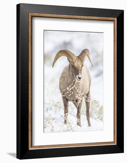 Wyoming, Jackson, National Elk Refuge, a Young Bighorn Sheep Rams Eats a Plant in the Wintertime-Elizabeth Boehm-Framed Photographic Print