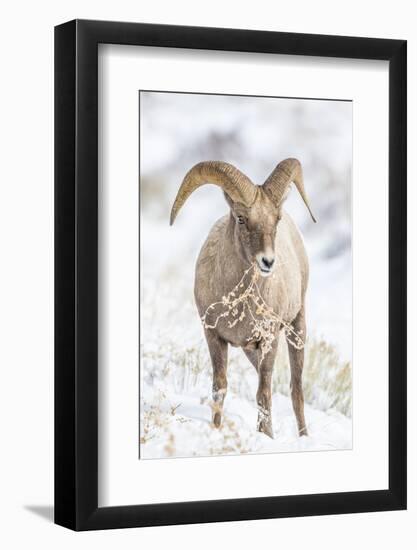 Wyoming, Jackson, National Elk Refuge, a Young Bighorn Sheep Rams Eats a Plant in the Wintertime-Elizabeth Boehm-Framed Photographic Print