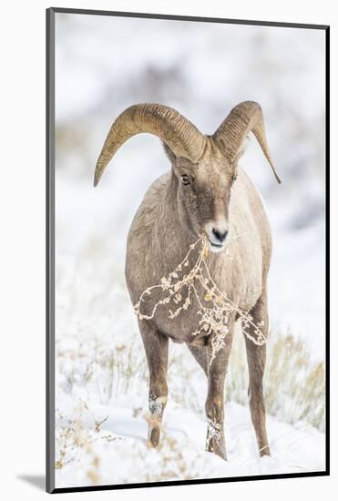 Wyoming, Jackson, National Elk Refuge, a Young Bighorn Sheep Rams Eats a Plant in the Wintertime-Elizabeth Boehm-Mounted Photographic Print