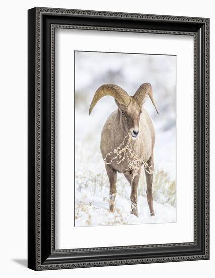 Wyoming, Jackson, National Elk Refuge, a Young Bighorn Sheep Rams Eats a Plant in the Wintertime-Elizabeth Boehm-Framed Photographic Print