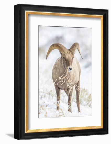 Wyoming, Jackson, National Elk Refuge, a Young Bighorn Sheep Rams Eats a Plant in the Wintertime-Elizabeth Boehm-Framed Photographic Print