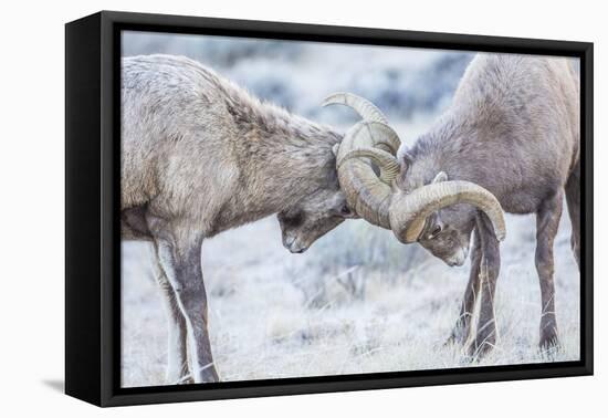 Wyoming, Jackson, National Elk Refuge, Two Bighorn Sheep Rams Lock Horns During the Rut-Elizabeth Boehm-Framed Premier Image Canvas
