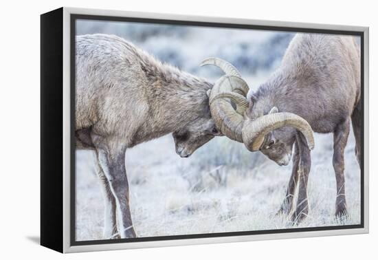 Wyoming, Jackson, National Elk Refuge, Two Bighorn Sheep Rams Lock Horns During the Rut-Elizabeth Boehm-Framed Premier Image Canvas