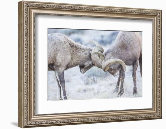 Wyoming, Jackson, National Elk Refuge, Two Bighorn Sheep Rams Lock Horns During the Rut-Elizabeth Boehm-Framed Photographic Print