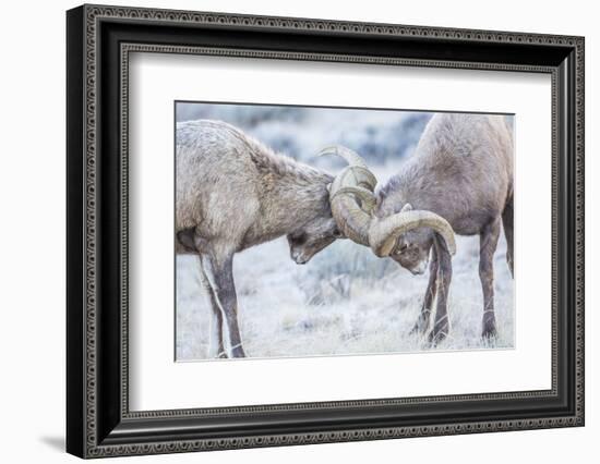 Wyoming, Jackson, National Elk Refuge, Two Bighorn Sheep Rams Lock Horns During the Rut-Elizabeth Boehm-Framed Photographic Print