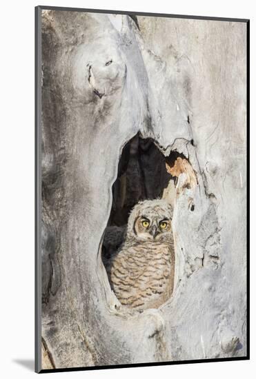 Wyoming, Lincoln Co, Great Horned Owl Nestling Peering from Nest-Elizabeth Boehm-Mounted Photographic Print