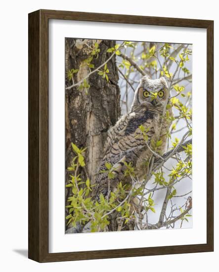 Wyoming, Lincoln County, a Great Horned Owl Fledgling Sits in a Leafing Out Cottonwood Tree-Elizabeth Boehm-Framed Photographic Print