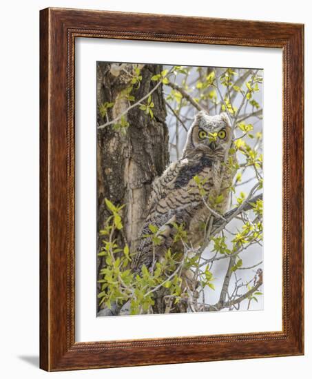 Wyoming, Lincoln County, a Great Horned Owl Fledgling Sits in a Leafing Out Cottonwood Tree-Elizabeth Boehm-Framed Photographic Print