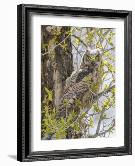 Wyoming, Lincoln County, a Great Horned Owl Fledgling Sits in a Leafing Out Cottonwood Tree-Elizabeth Boehm-Framed Photographic Print