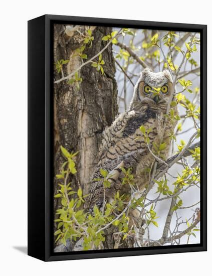 Wyoming, Lincoln County, a Great Horned Owl Fledgling Sits in a Leafing Out Cottonwood Tree-Elizabeth Boehm-Framed Premier Image Canvas