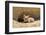 Wyoming, Lincoln County, a Red Fox Kit Lays in Front of it's Den in the Desert-Elizabeth Boehm-Framed Photographic Print