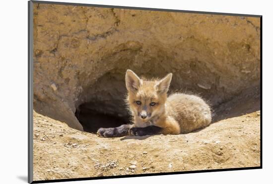 Wyoming, Lincoln County, a Red Fox Kit Lays in Front of it's Den in the Desert-Elizabeth Boehm-Mounted Photographic Print
